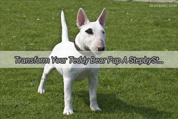 Transform Your Teddy Bear Pup A StepbyStep Guide to Stylish Teddy Cut Dog Grooming